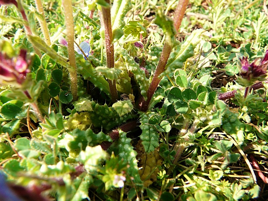 Anchusella cretica (Mill.) Bigazzi, E. Nardi & Selvi